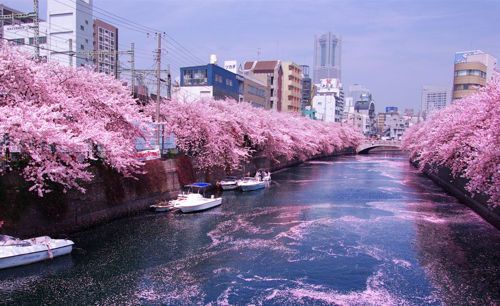 Цветение сакуры: главное событие весны в Японии